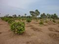 Verger 12 000 m2 Ndangane avec 131 arbres fruitiers