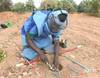 Carnage des mines en Casamance et déminage - 12411 vues