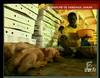2003 : Producteurs de poulets sénégalais menacés - 9516 vues