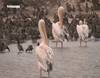 Le parc national aux oiseaux du Djoudj - 10990 vues