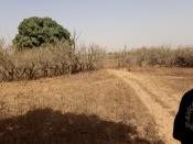 Terrain de 4 hectares a toubab dialaw
