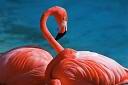 Le flamant rose 