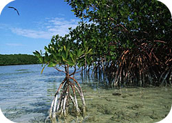 La mangrove des bolongs de Casamance