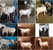 Vente de troupeau de 12 moutons