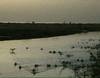 La lagune de Mbodiène - 21088 vues